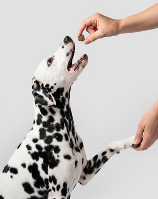 Probiotics for Dogs Complementary Feed for Digestion, Digestive System and Immunity Oggo 180 g - 6