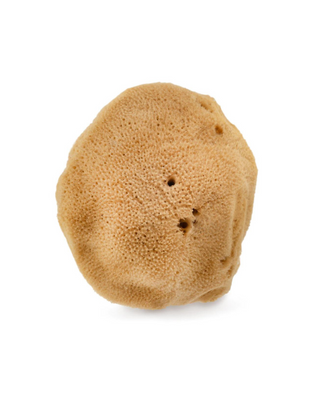 Hhuumm hypoallergenic and antibacterial natural brown sea sponge 9.5cm 02F - 3